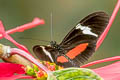Mountain Longwing Heliconius clysonymus clysonymus (Sormy Heliconian)