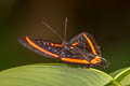 Orange-dotted Metalmark Amarynthis meneria