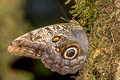 Pale Owl Butterfly Caligo telamonius menus
