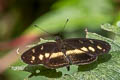 Polina Crescent Eresia polina lycus (Three-spotted Crescent)