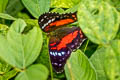 Red Peacock Anartia amathea amathea (Scarlet Peacock)