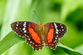 Red Peacock Anartia amathea amathea (Scarlet Peacock)