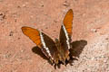 Rusty-tipped Page Siproeta epaphus epaphus