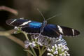 Sara Longwing Heliconius sara