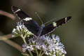 Sara Longwing Heliconius sara