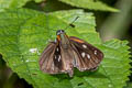 Silver-plated Skipper Corra coryna catargyra (Silvery Fantastic Skipper)