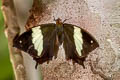 Silver-studded Leafwing Hypna clytemnestra ssp. (Jazzy Leafwing)