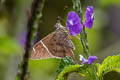 Tanna Longtail Spicauda tanna