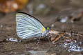 Tovaria White Leptophobia tovaria pseudolympia