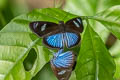 Variable Blue Skipper Pythonides jovianus ssp. (Powder Blue Skipper)