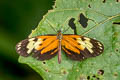 Variable Crescent Eresia ithomioides ithomioides