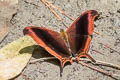 Waiter Daggerwing Marpesia zerynthia dentigera