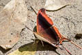 Waiter Daggerwing Marpesia zerynthia dentigera