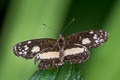 White-dotted Crescent Castilia ofella