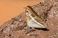 White-wristed Sister Adelpha alala negra