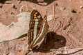 White-wristed Sister Adelpha alala negra