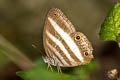 White Satyr Pareuptychia ocirrhoe ssp. (Double-white Satyr)