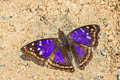 Agathina Emperor Doxocopa agathina agathina