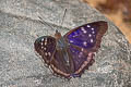 Agathina Emperor Doxocopa agathina agathina