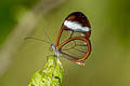 Andomica Clearwing Greta andromica andania (Curvy-veined Greta)