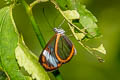 Andomica Clearwing Greta andromica andania (Curvy-veined Greta)