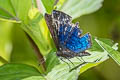 Anius Metalmark Charis anius