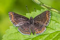 Anius Metalmark Charis anius 