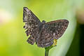 Anius Metalmark Charis anius