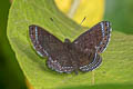 Anius Metalmark Charis anius