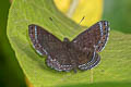 Anius Metalmark Charis anius 