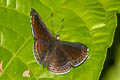Anius Metalmark Charis anius