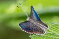 Barnes's Metalmark Detritivora barnesi