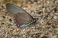 Belus Swallowtail Battus belus varus