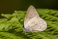 Black-topped Euselasia Euselasia bettina