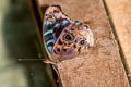 Blue-celled Purplewing Eunica volumna volumna