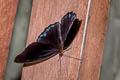 Blue-celled Purplewing Eunica volumna volumna