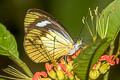 Bluish White Leptophobia caesia caesia 