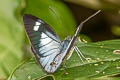 Bluish White Leptophobia caesia caesia 