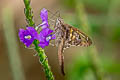 Teleus Longtail Spicauda teleus