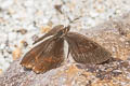 Burnt-orange Ocellated Satyr Eretris apuleja ochrea