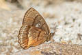 Burnt-orange Ocellated Satyr Eretris apuleja ochrea