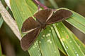 Burnt-orange Ocellated Satyr Eretris apuleja ochrea