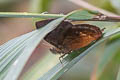 Burnt-orange Ocellated Satyr Eretris apuleja ochrea