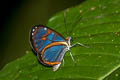 Cell-barred Ithomia Ithomia diasia morena