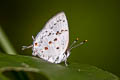 Celmus Hairstreak Celmia celmus (Chutes-and-ladders Hairstreak)