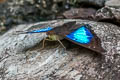 Cherubina Emperor Doxocopa cherubina