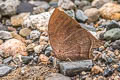 Cindy's Leafwing Fountainea nessus