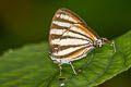 Colombian Stripe-streak Arawacus lincoides