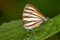 Colombian Stripe-streak Arawacus lincoides