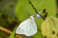 Common Green-eyed White Leptophobia aripa aripa